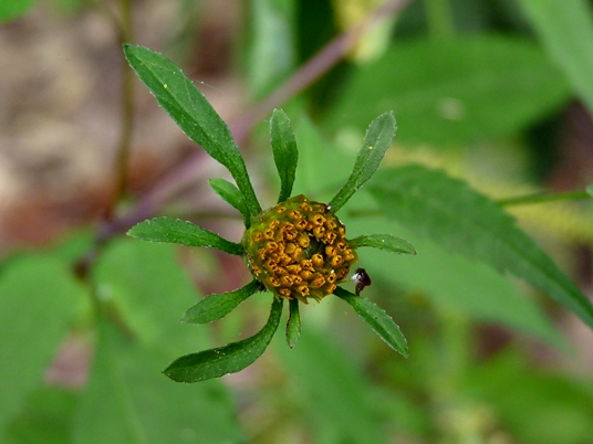 {Bidens frondosa}
